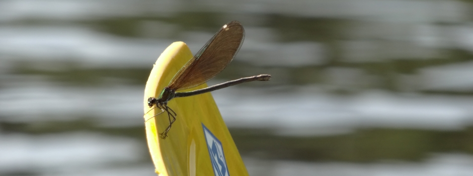 Boat rental Adventures - Gauja river fauna